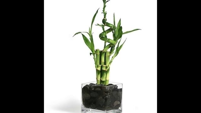 Spiral Heart Lucky Bamboo
