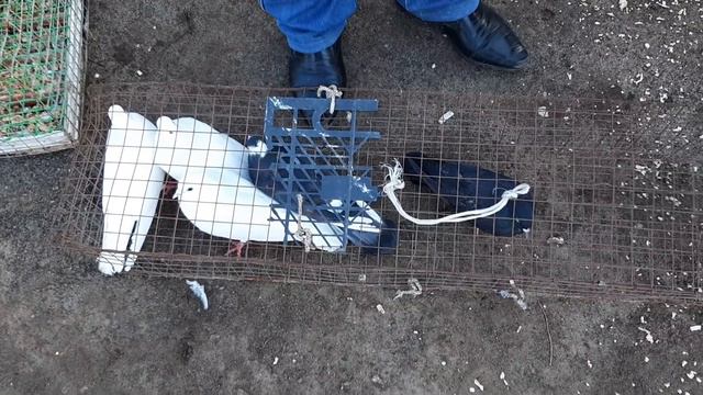 Голубиный рынок в Астрахани. 14.04.19.