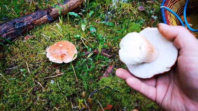 В поисках белых грибов