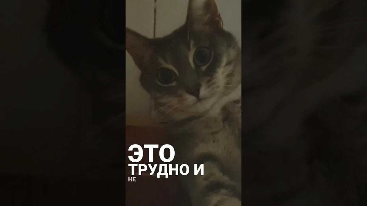 кис-кис ⬛ #maxricco