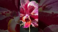 Phal. Dream Diamond peloric ? от садовника Son Ya ? Первое цветение красивейшей орхидеи бабочки ?
