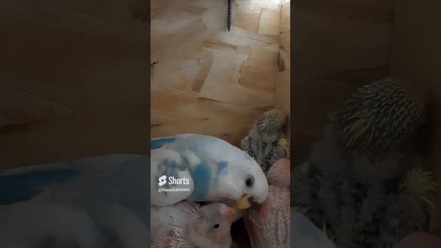 Самка кормит птенцов.Птенцы волнистых попугаев. #budgies #волнистые #волнистыепопугаи   #shorts.