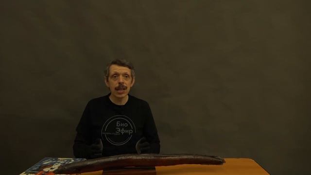 Чем недоволен угорь
