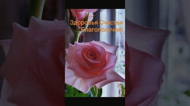 На улице стоят морозы, а в доме зацветают розы!