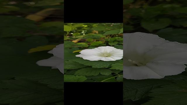 Лес цветок Элистанжи Грозный