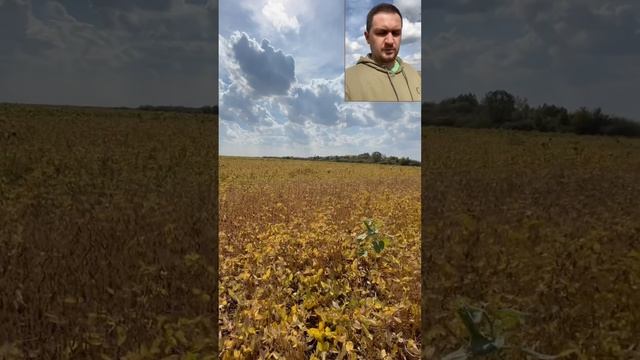Соя с мая по сентябрь