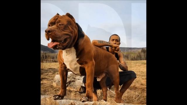 Pitbull hulk vs Pitbull game Quien ganaria?