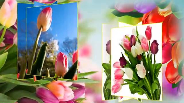 Тюльпаны – улыбка весны Светлана Резанова муз В. Шаинский сл М. Геттуев Автор видео Нина Рудакова