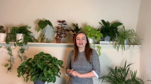 SYNGONIUM Stekken En Verzorgen | Zorgen Voor Kamerplanten