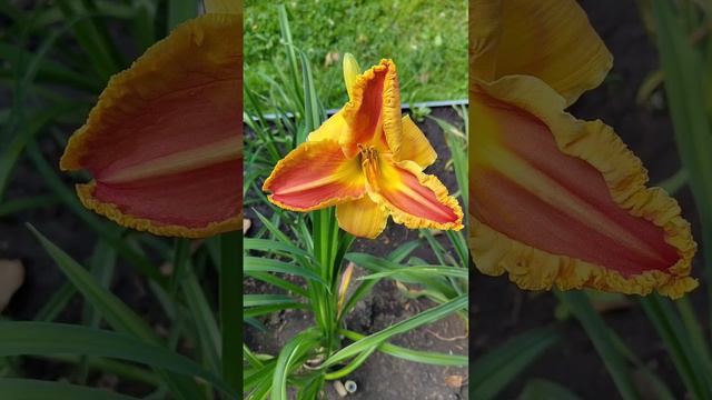 Лилейник Marissa Jonea. Первое цветение#сад #дача #лето #лилейники #цветы #красота