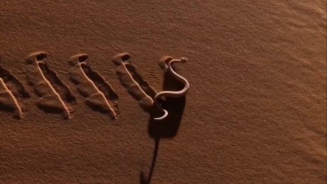 Змея на песке в пустыне