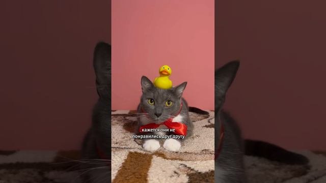 КОТИКИ В ШКОЛЕ - НОВЕНЬКИЙ →
@kotynet →