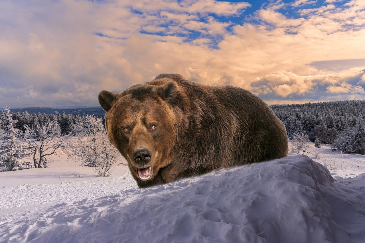 Медведь шатун самый опасный зверь в зимнем лесу...