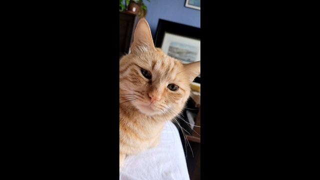#коты