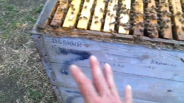 Пчелы в августе месяце после откачки меда из ульев