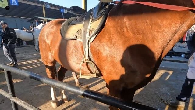 ОТ БОЗОР! КОННЫЙ РЫНОК УЗБЕКИСТАНА! HORSE MARKET!PFERDEMARKT