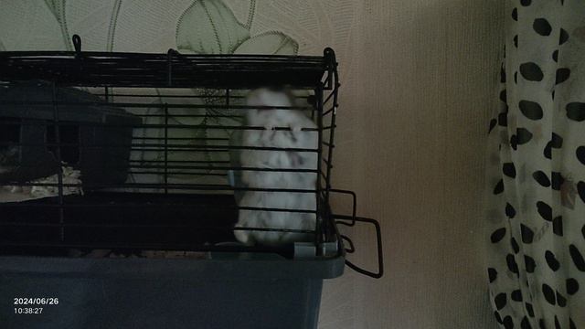 Клетколаз