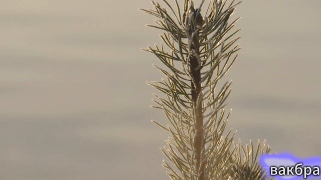 Северное солнце ноября. Печора