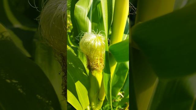 Вот какая кукуруза🌽 царица полей