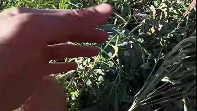 Як взнати чи дозрів КАВУН. Херсонщина