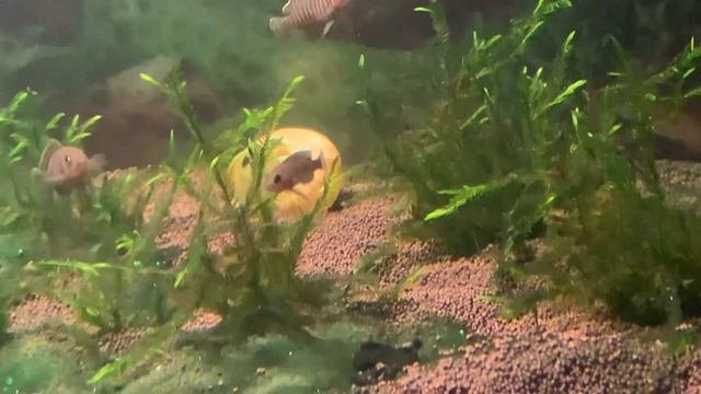 Снова икра 😅 подрастает второй выводок😜 рыбки - беженцы 😉 и мальки, которые живут с мамой 2 месяц