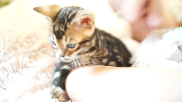 Бонифаций позирует на камеру Бенгальские котята в Москве
