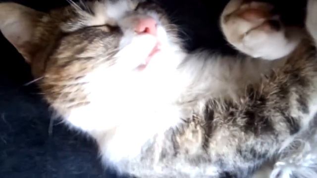 очень милый храпящий котик???