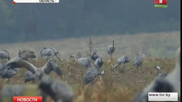 В Беларусь возвращаются журавли