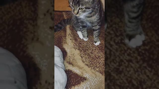 Ребят у моей кошки что то с лапкой! Она её подгибает! Я завтра еду в Ростов на сутки видео не будет