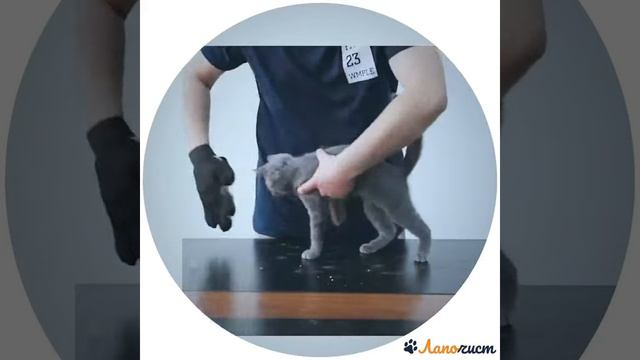 Щётка-варежка для вычесывания шерсти у кошек