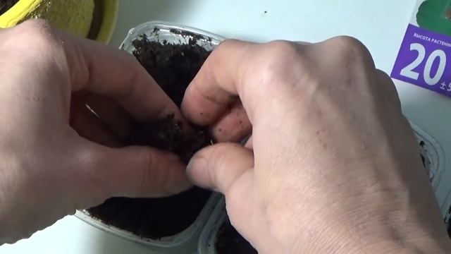 Как я сеяла рудбекию, виолу и петунью.. Встреча с Мамой  или цветов много не бывает!