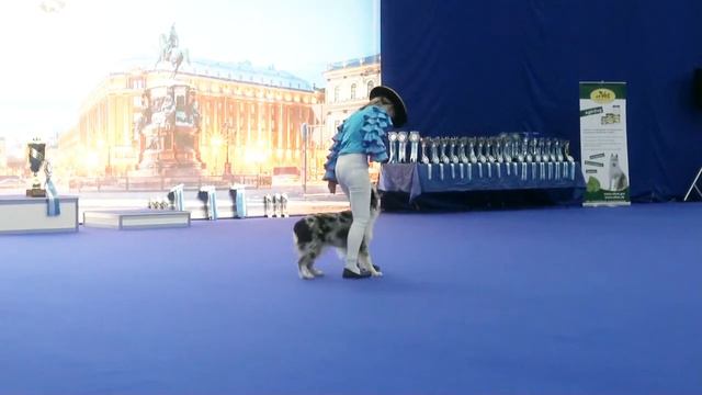 Открытый фристайл  Курицына Анастасия и Pusandra Dew Marble iz Doma Korolevoi