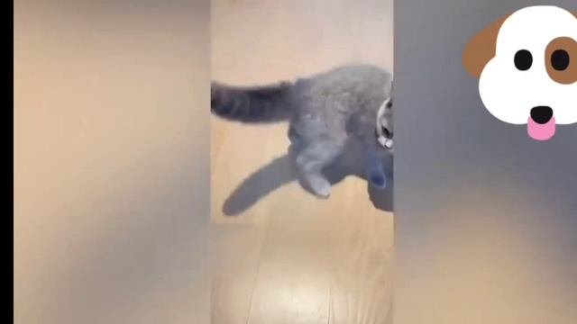 смешное видео с озвучкой