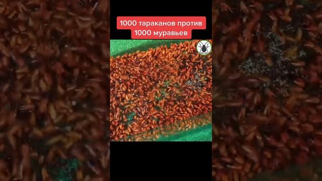 1000 МУРАВЬЕВ ПРОТИВ ТАРАКАНОВ
