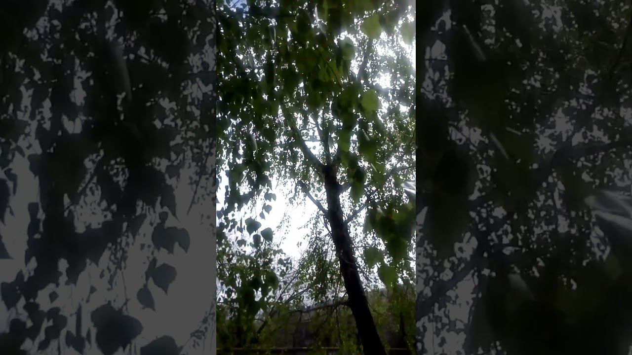 Красивые интересные листья березы на ветру Beautiful interesting birch leaves in the wind 美丽有趣的白桦叶在风