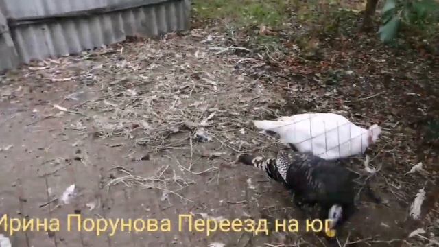 Почему я не держу индюков. Правила содержания и откорма индюшек в чем выгода Краснодарский край