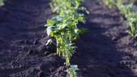 Прошлой осенью свекровь продала дачу, а этой весной явилась к нам с рассадой...