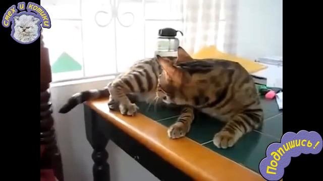 Кот Говорит Со Своим Хвостом