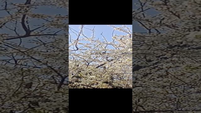 Вот такое у нас первое апреля🥰 птички поют..деревья цветут. Краснодарский край 🌞