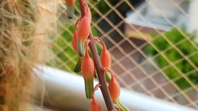 gasteria gracilis variegata - sığır dili  - succulent flower  - sukulent çiçeği  - sukkulent - adan