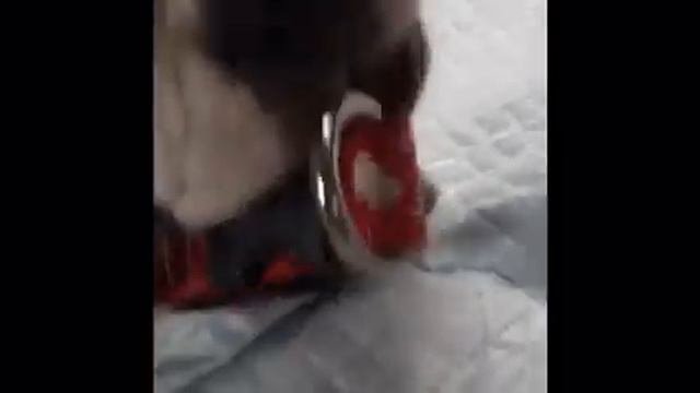 Boston Terrier A Good Girl