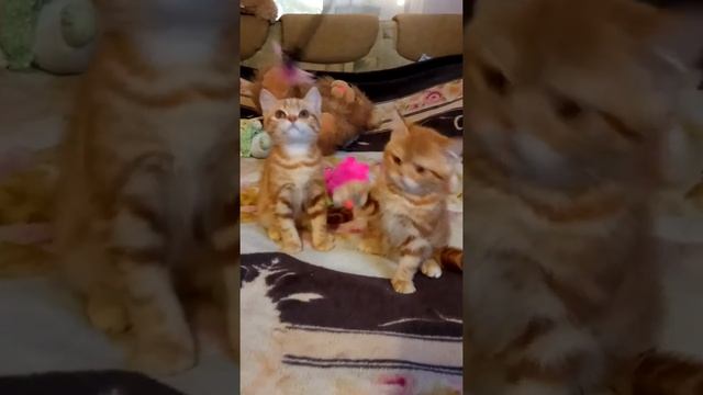 Рыжие шотландские котята