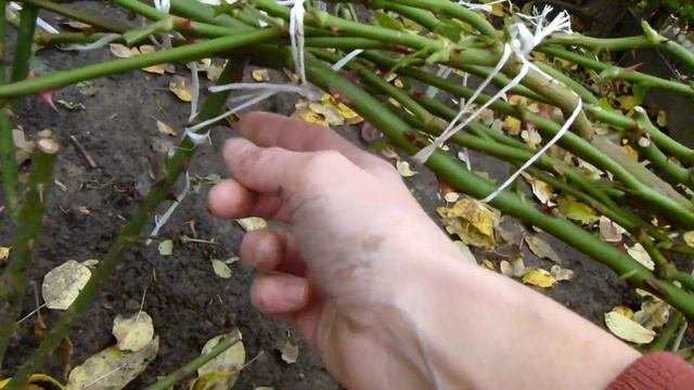 Пригибание плетистых роз в моем саду).