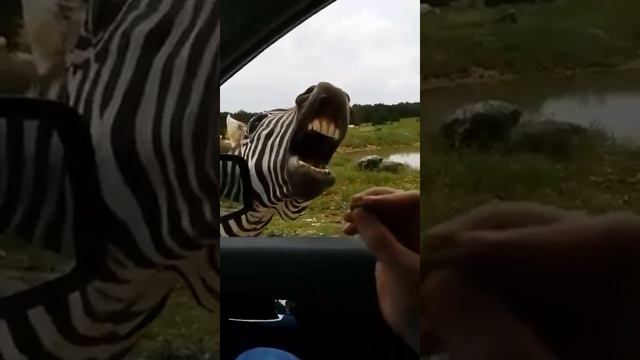 Голодная зебра.