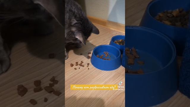 Почему кот разбрасывает еду?