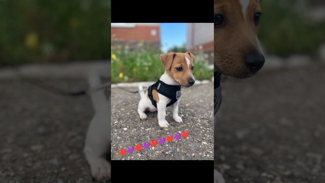 Ivetta и Корица 🐶