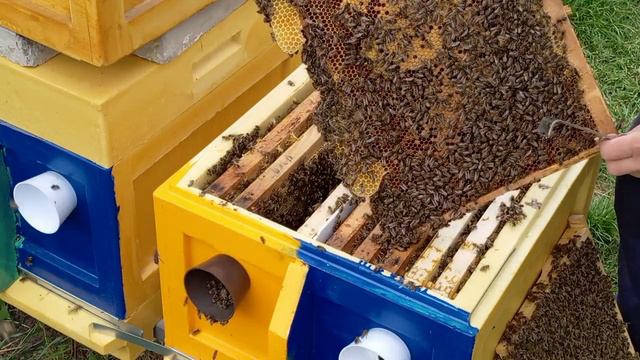 Проверка на свищевые маточники в двух маточной пчелосемье после изоляции матки весной.