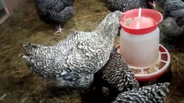 Индейкоголовая мехеленская кукушка