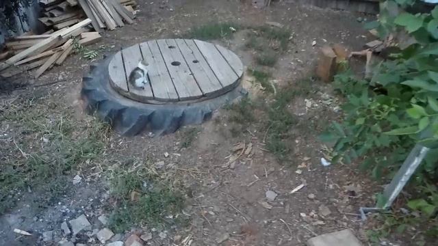 Строим птичник начало / спасли котенка ?
