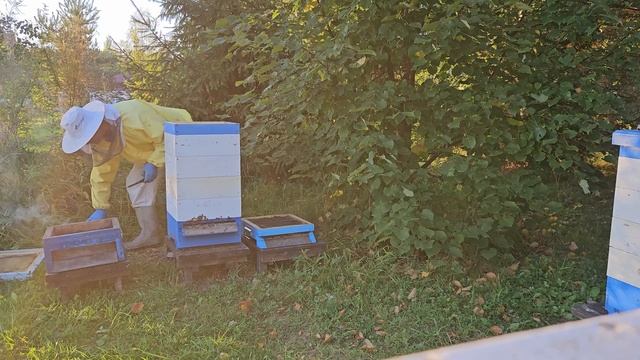 Пасека 12 сентября. Подготовка к зимовке продолжается